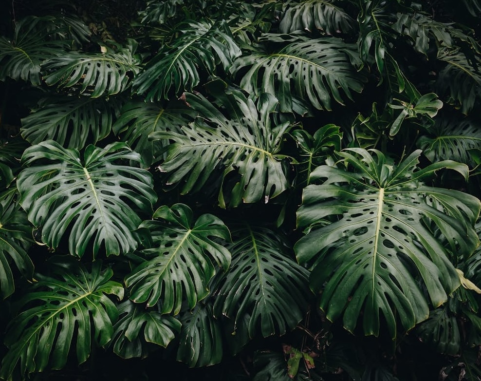 monstera-leaves